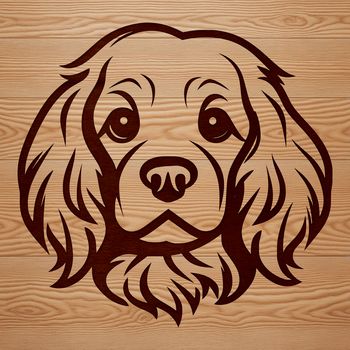 Close-up illustration of a Cocker Spaniel's head, highlighting its breed-specific features and characteristics.