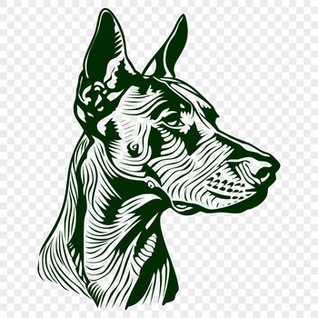 Close-up illustration of a Doberman Pinscher's head with detailed vector design.