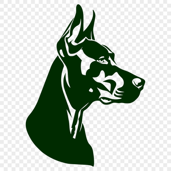 A detailed illustration of a Doberman Pinscher's head from multiple angles.