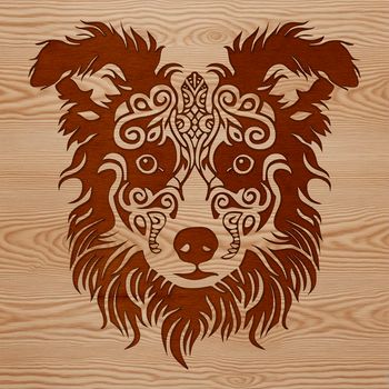 Australian Shepherd dog breed with detailed head and facial features.