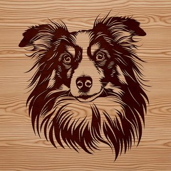 Close-up vector portrait of a Shetland sheepdog breed, suitable for customization and editing.
