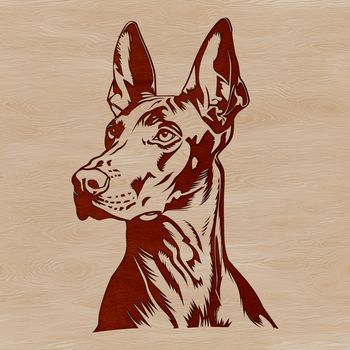 A vector graphic representation of a Doberman Pinscher breed dog's face and skull structure.