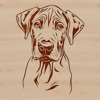 A detailed illustration of a Great Dane's head, suitable for vector design and cutting machine projects.