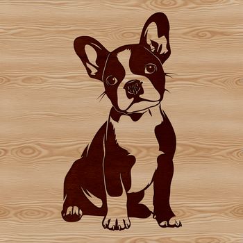 Boston Terrier sitting dog breed illustration in vector format