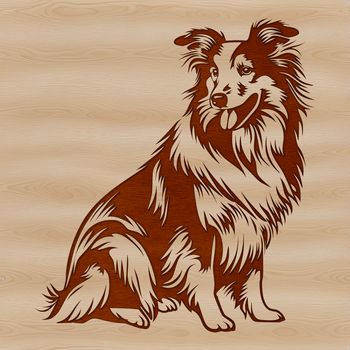 A vector illustration of a sitting Shetland sheepdog dog breed.