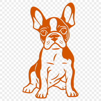 A full-body illustration of a sitting Boston Terrier dog breed in a simple vector design.