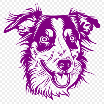 Close-up illustration of a Australian Shepherd's head, a breed of dog known for its intelligence and agility.