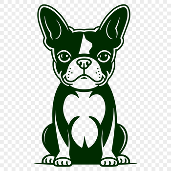 A full-body illustration of a seated Boston Terrier dog with a simple background.