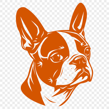 Illustrative vector graphic of a Boston Terrier's head.