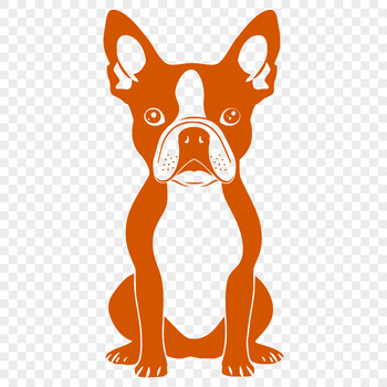 Boston Terrier dog breed illustration, full-body portrait in a sitting position.