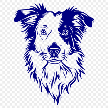 Portrait of a smiling Australian Shepherd dog with a distinctive head shape.
