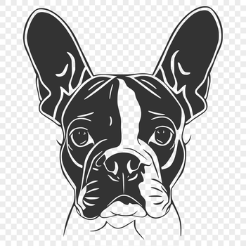 A detailed illustration of a Boston Terrier's head with expressive facial features.