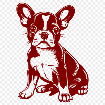 A full-body illustration of a sitting Boston Terrier dog in a vector format.
