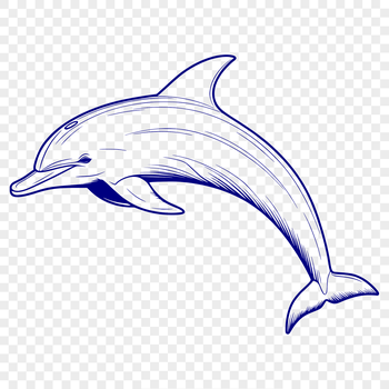 A full-body illustration of a dolphin, suitable for use in digital designs.