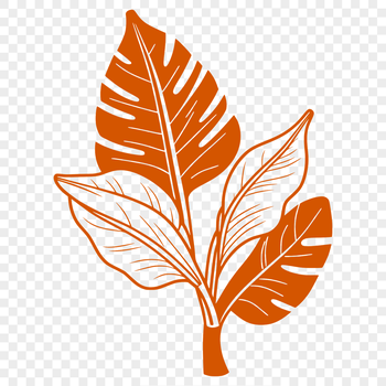An isolated vector representation of a natural leaf in various dimensions, suitable for digital design projects.