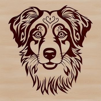 A breed-specific illustration of an Australian Shepherd dog's head.