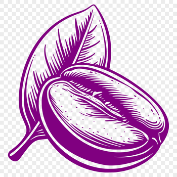 A high-quality illustration of a coffee bean in vector format.