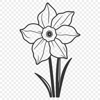 A single white daffodil flower with yellow trumpet-shaped petals and green stem on a transparent background.