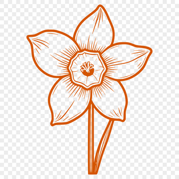 Illustration of a single daffodil flower with white trumpet-shaped blooms and green stem.