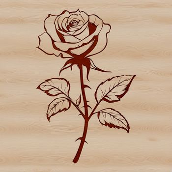 A detailed illustration of a rose plant with intricate petals and stem, suitable for gardening and tattoo design.