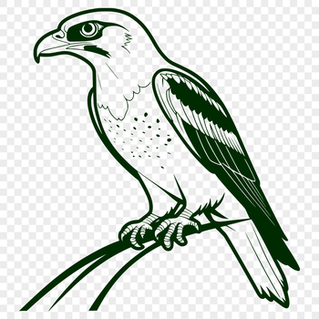 A detailed silhouette vector illustration of a falcon bird in flight.