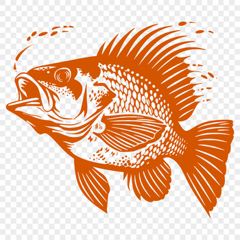 A detailed illustration of a Crappie fish in full body view, suitable for vector designs.