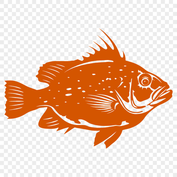 An illustration of a full body crappie fish.