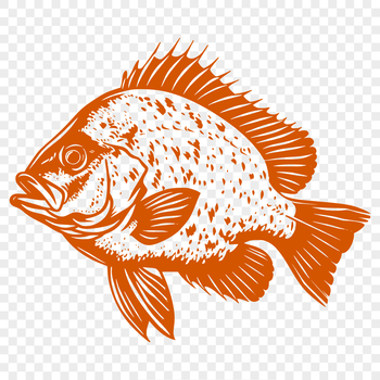 A detailed illustration of the Crappie fish in full body view, suitable for vector art designs.