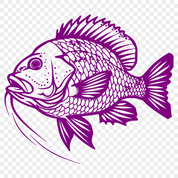 An isolated vector image of a Crappie fish with accurate anatomy.