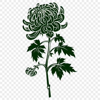 A stylized illustration of a chrysanthemum flower in a vector format.