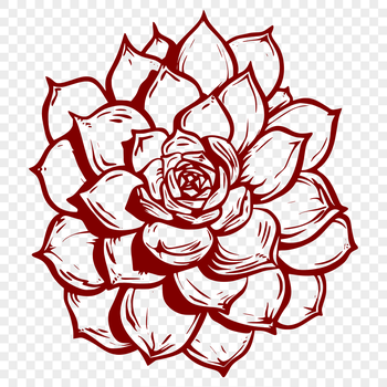 Succulent plant with thick fleshy leaves, ideal for desert gardening designs.