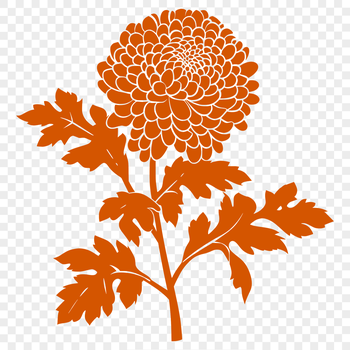 A colorful illustration of a blooming chrysanthemum flower in full growth stage, suitable for vector design projects.
