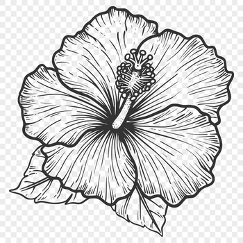 A detailed illustration of a hibiscus flower with large, showy blooms and long stamens, suitable for vector art designs.