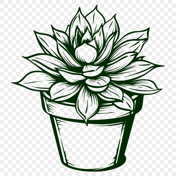 Succulent plant with thick, fleshy stems and leaves, suitable for vector design.