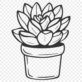 Succulent plant with fleshy leaves in a desert landscape design.