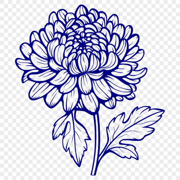 A digital representation of a chrysanthemum flower in vector format.