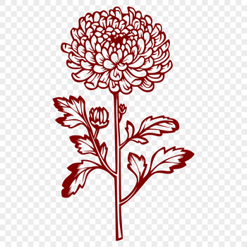 A high-quality vector illustration of a blooming Chrysanthemum flower with detailed petals and stem.
