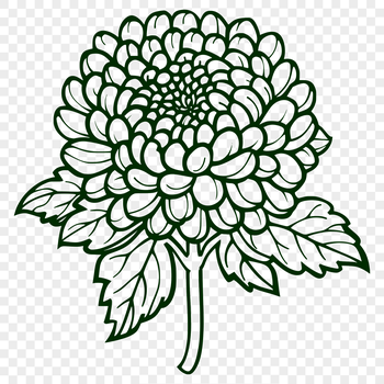 A detailed illustration of a blooming Chrysanthemum flower, suitable for vector art designs.