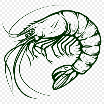 Artistic Prawn Vector Art