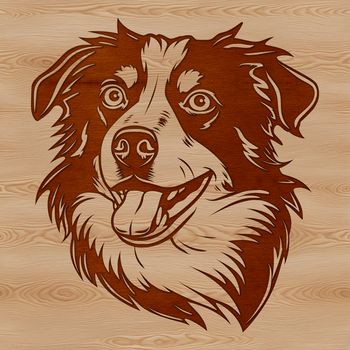 Australian Shepherd dog breed illustration featuring a detailed head and facial features.