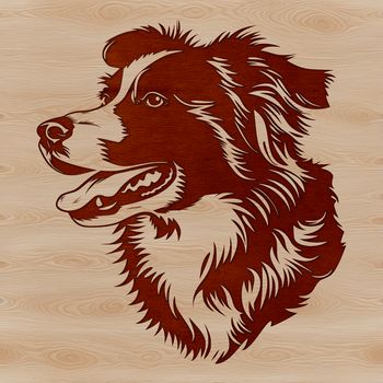 Close-up illustration of an Australian Shepherd's head with a calm expression.