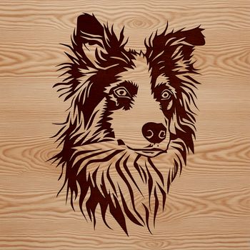 A close-up image of an Australian Shepherd's head, showcasing the breed's distinctive features.
