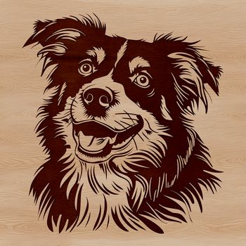 Close-up illustration of an Australian Shepherd's head featuring a floppy ears and a distinctive muzzle shape.