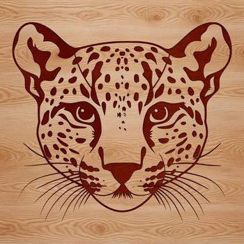 A wild big cat with distinctive markings, isolated against a white background.