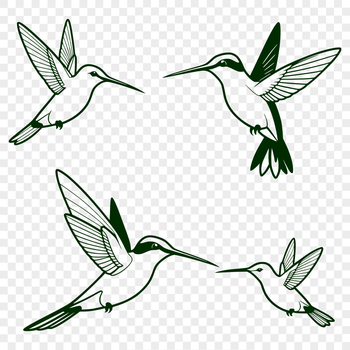 A colorful hummingbird perched on a branch, depicted as a detailed vector illustration.