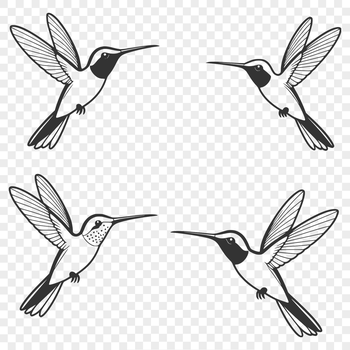 A colorful hummingbird illustration suitable for vector designs.