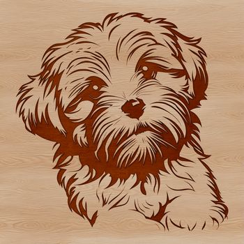 A vector illustration of a sitting Havanese dog breed.