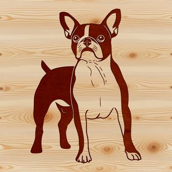 A standing Boston Terrier dog breed with a compact build and distinctive facial features.