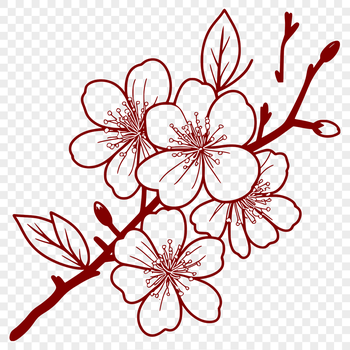 Vector design of a single cherry blossom flower in full bloom, suitable for digital use.