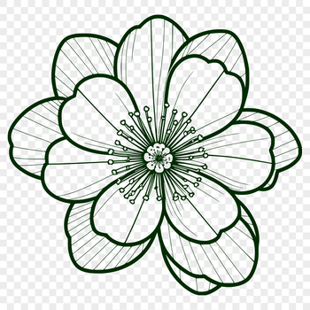 A detailed vector illustration of a blooming cherry blossom in full color.